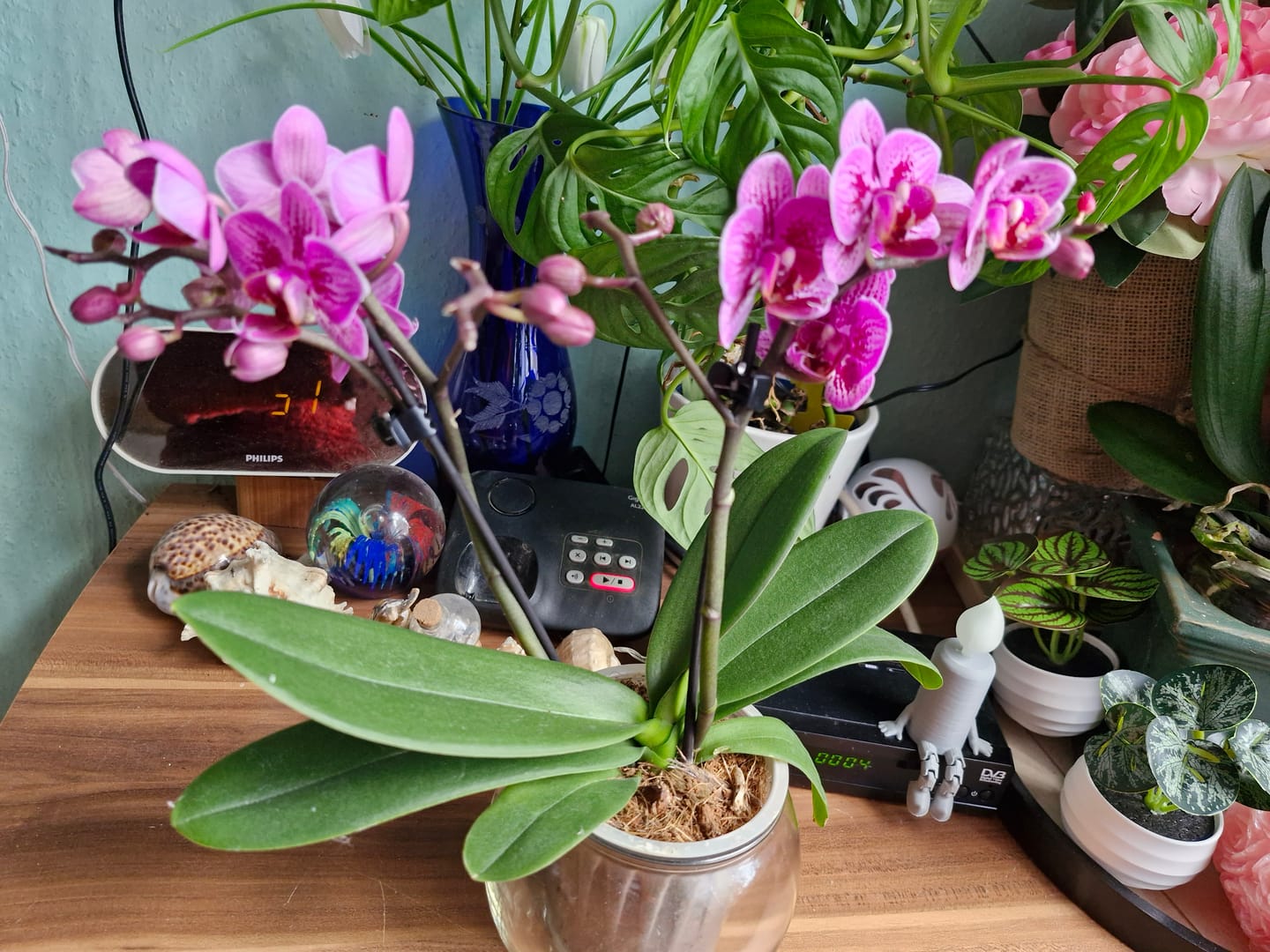 Customer photo review of Table Dance Aliyah Spots mit rosa-violett-gefleckten Blüten und 2 Rispen