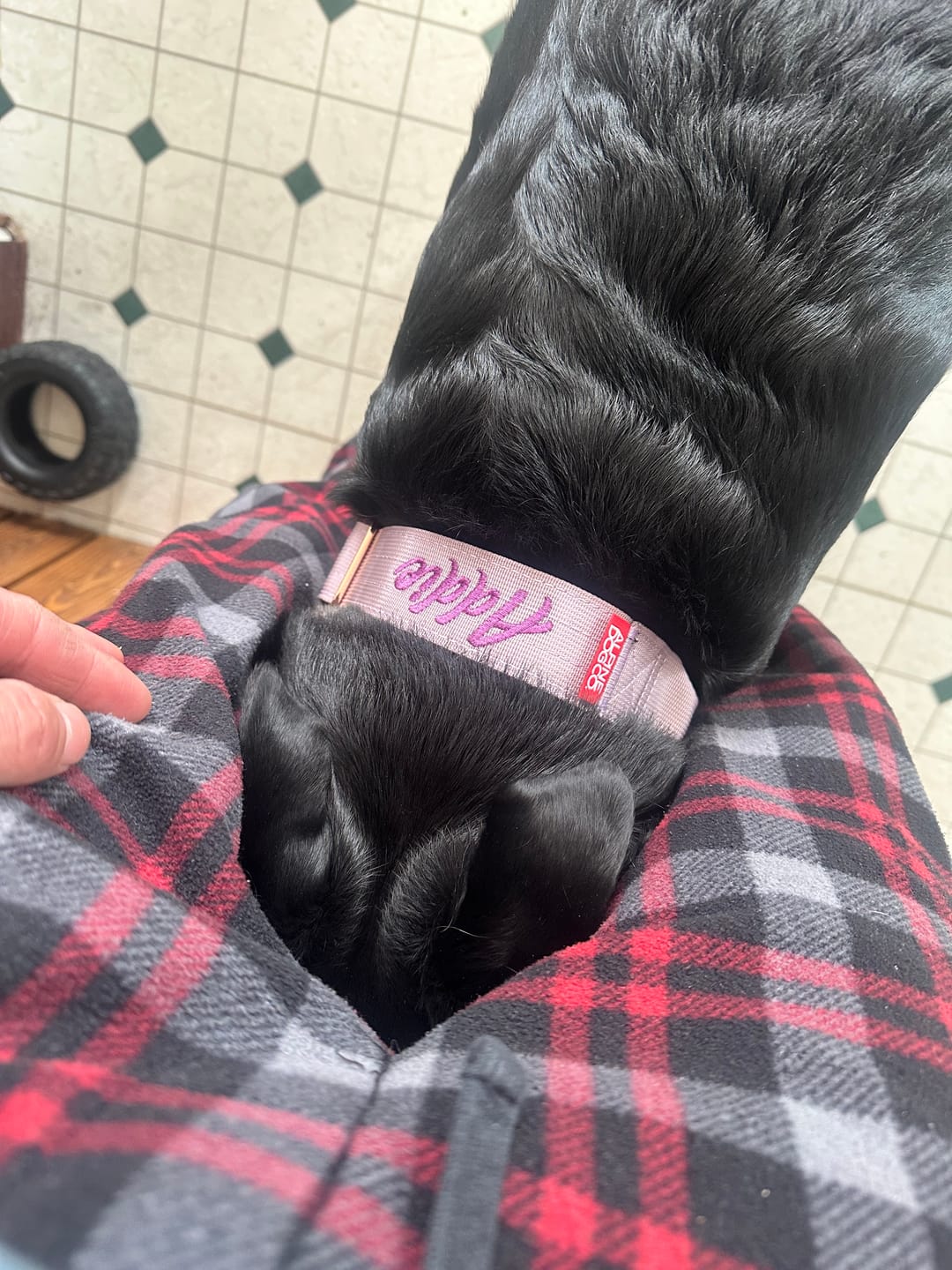 Customer photo review of 1.5" Tacti Dog Collar Slim Luxe - Rose Gold - Sofia