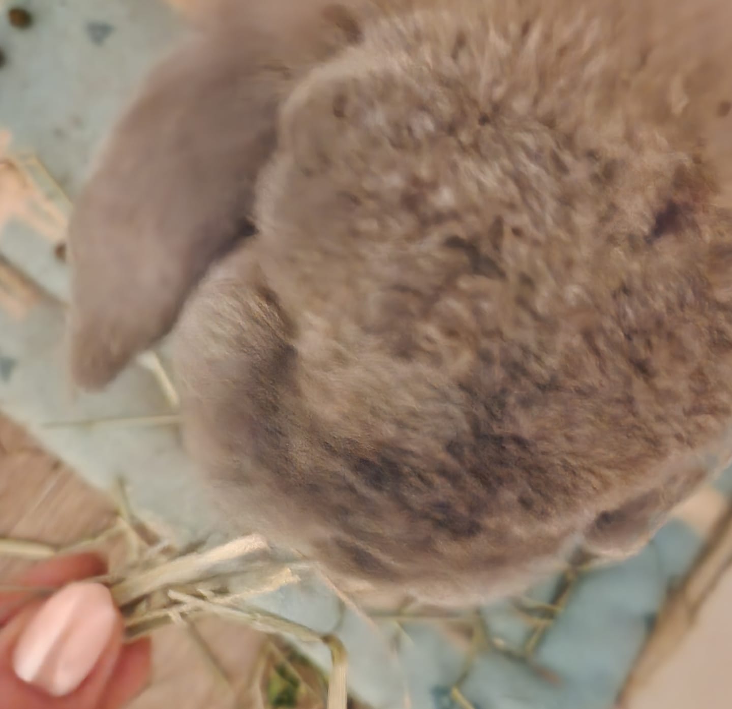 Customer photo review of First Cut Timothy Hay - Ultra Premium Canadian Hay for Rabbits and Guinea Pigs