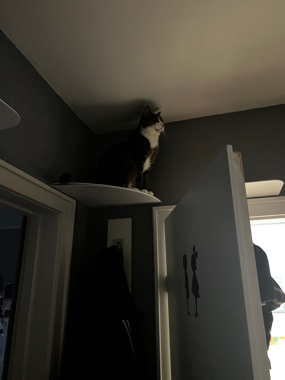 Customer photo review of STYA Katzen Kletterwand | Eckstufe WL160