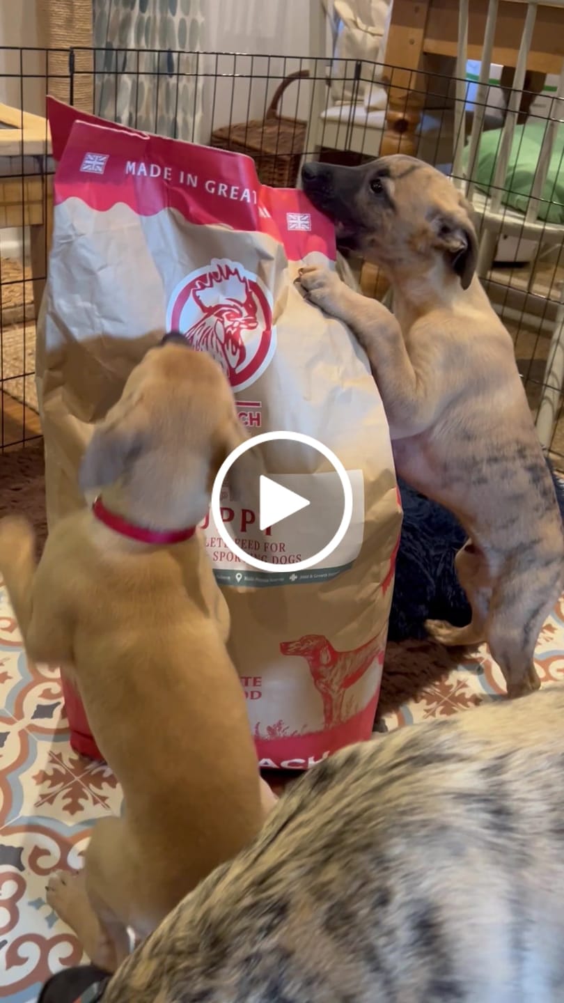 Customer video review of MultiProtein Dry Puppy Food