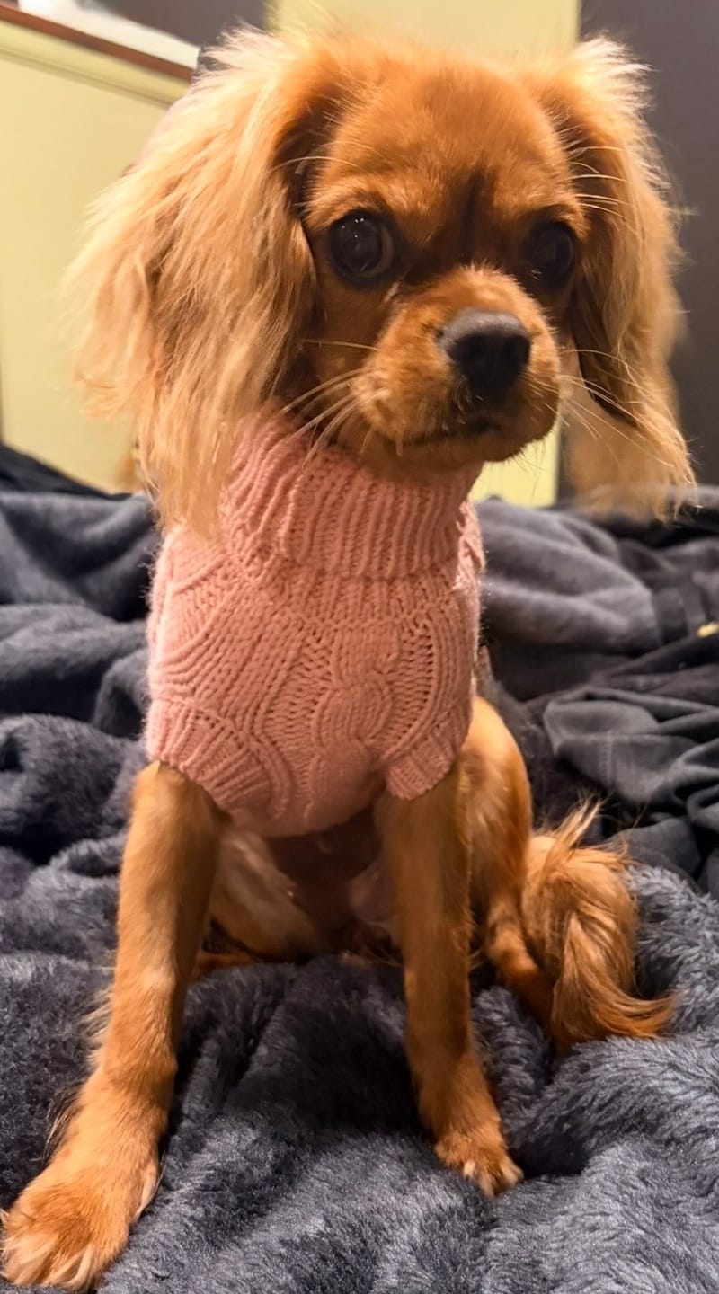 Customer photo review of Cable Knit Dog Sweaters
