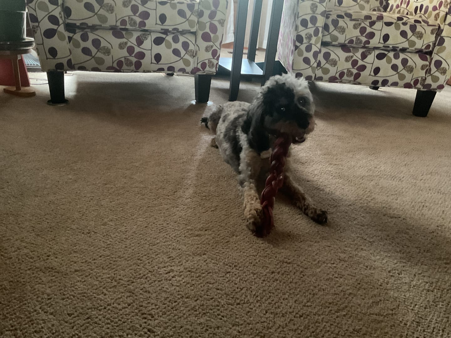 Customer photo review of 12 Inch Jumbo Braided Bully Stick