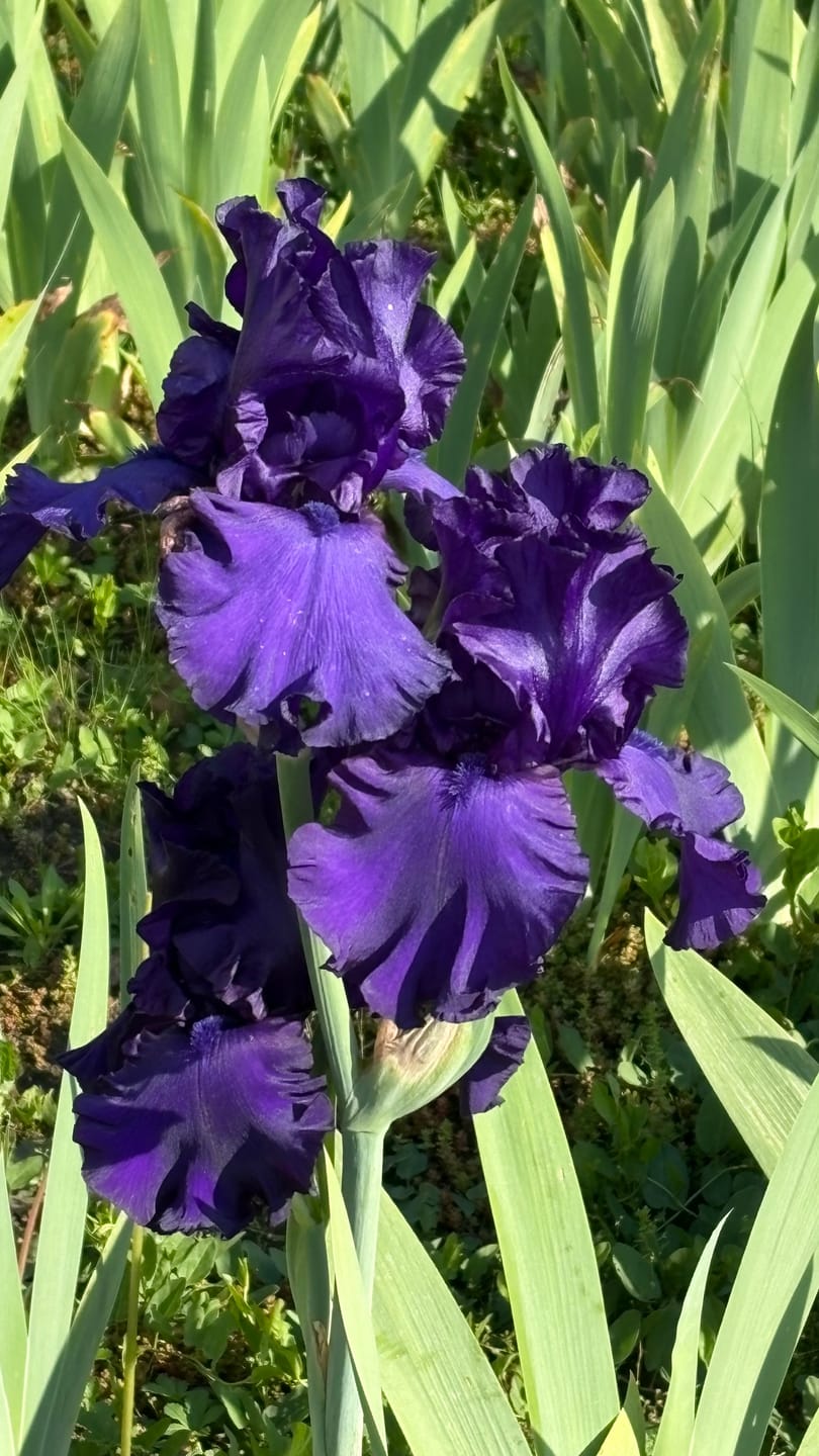 Customer photo review of Blue Sage & Bergamot Perfume Oil