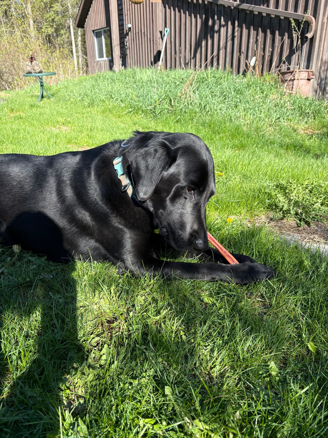 Customer photo review of 12 Inch Thick Bully Stick