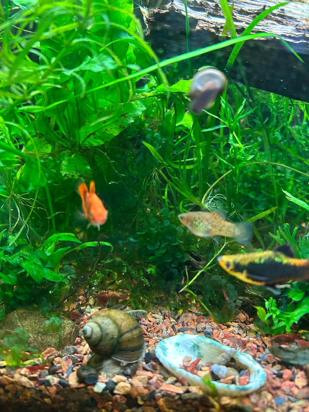 Customer photo review of Trapdoor  Snail