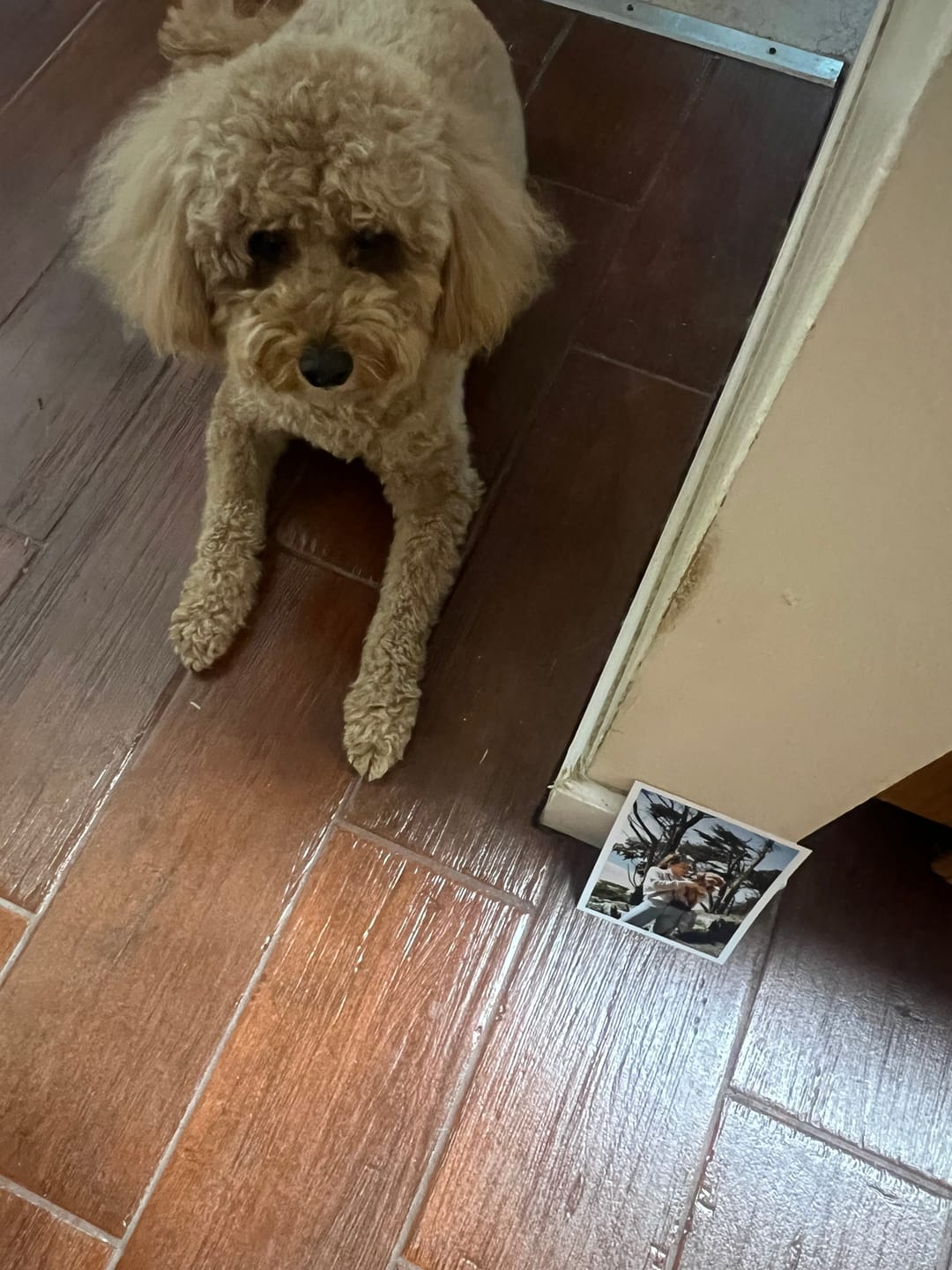 Customer photo review of Royal Pawst Membership