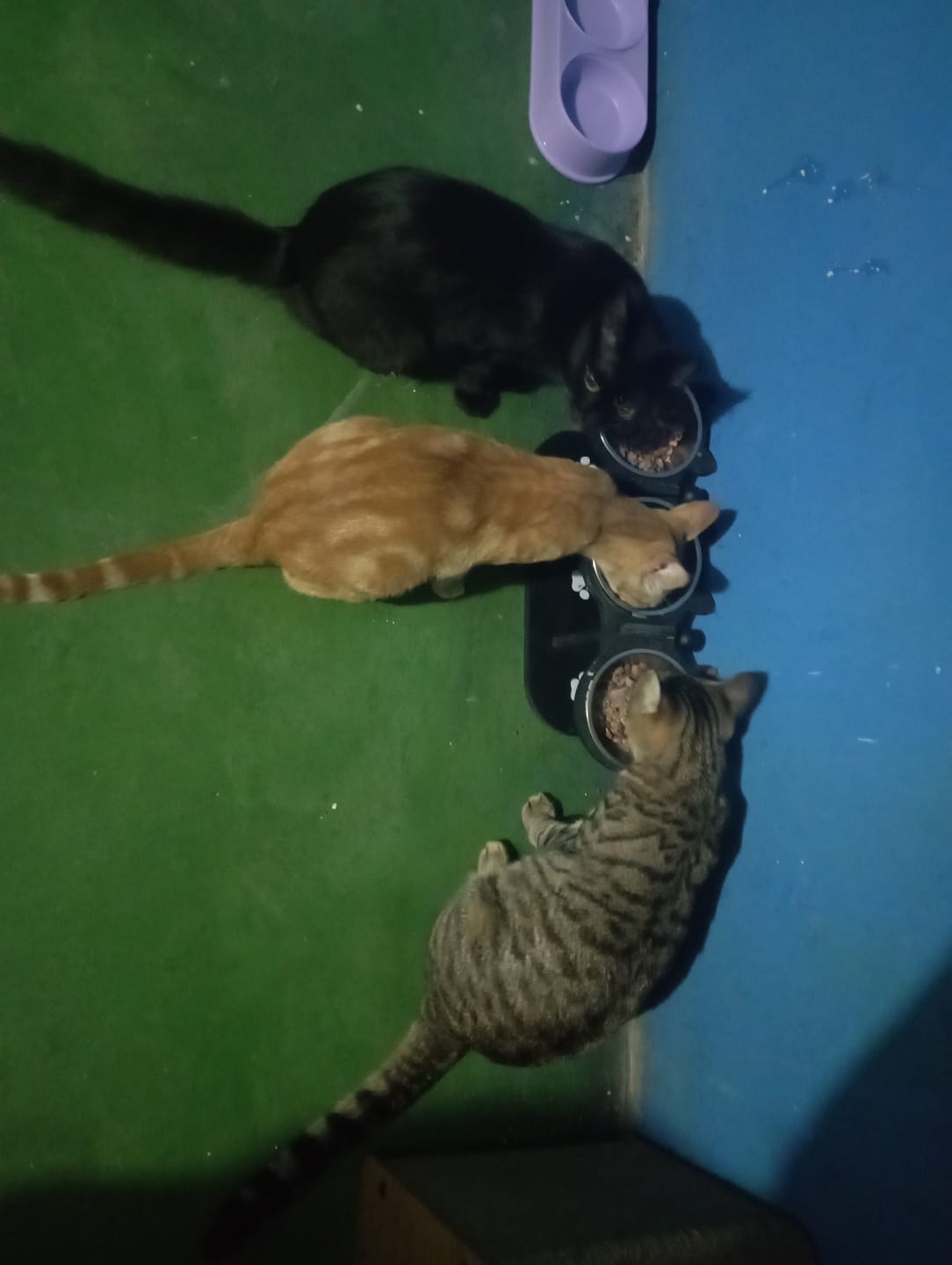 Customer photo review of Latas cat (24-Pack) Atún y Camarón