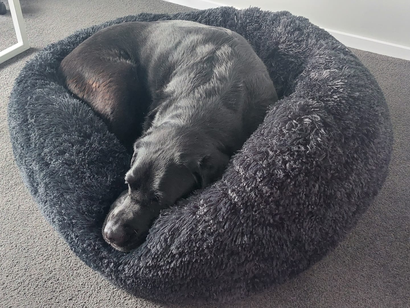 Customer photo review of Brooklyn® Deep Sleep Pet Bed