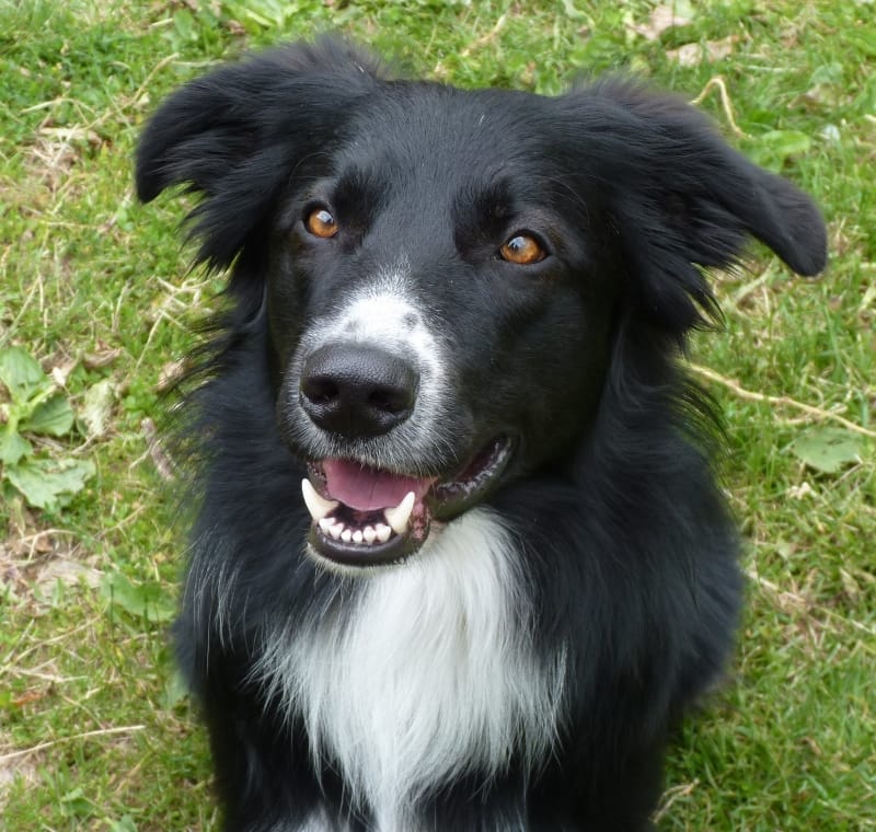 Customer photo review of Wohlfühlsnacks für Hunde bei Stress, Angst, Unruhe & Hyperaktivität