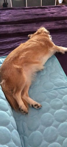Customer photo review of IcyMates-Evita que tu perro sufra un golpe de calor este verano