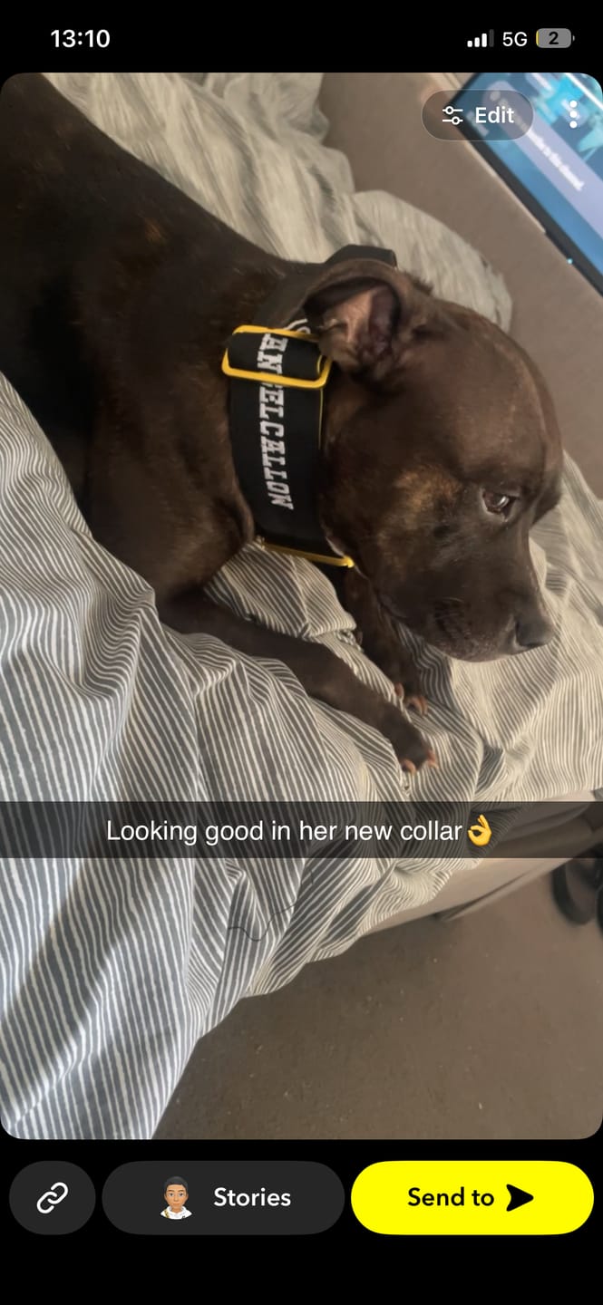 Customer photo review of 5cm Lighter Combat® Collar | With Handle Secure Clip - Black x Yellow