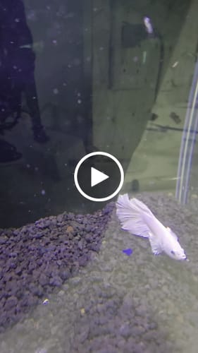 Customer video review of Super White Dumbo Ear Halfmoon Male Betta Fish