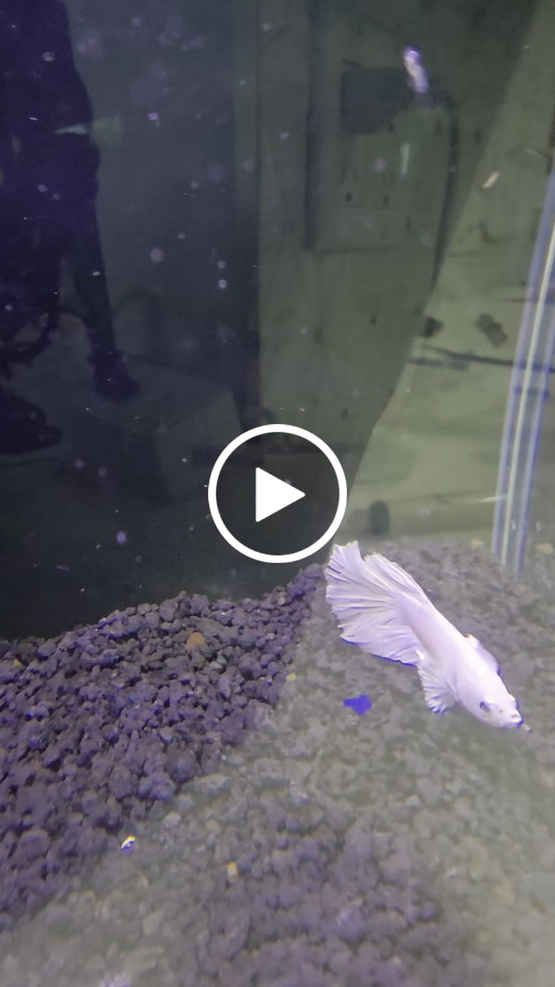 Customer video review of Super White Dumbo Ear Halfmoon Male Betta Fish