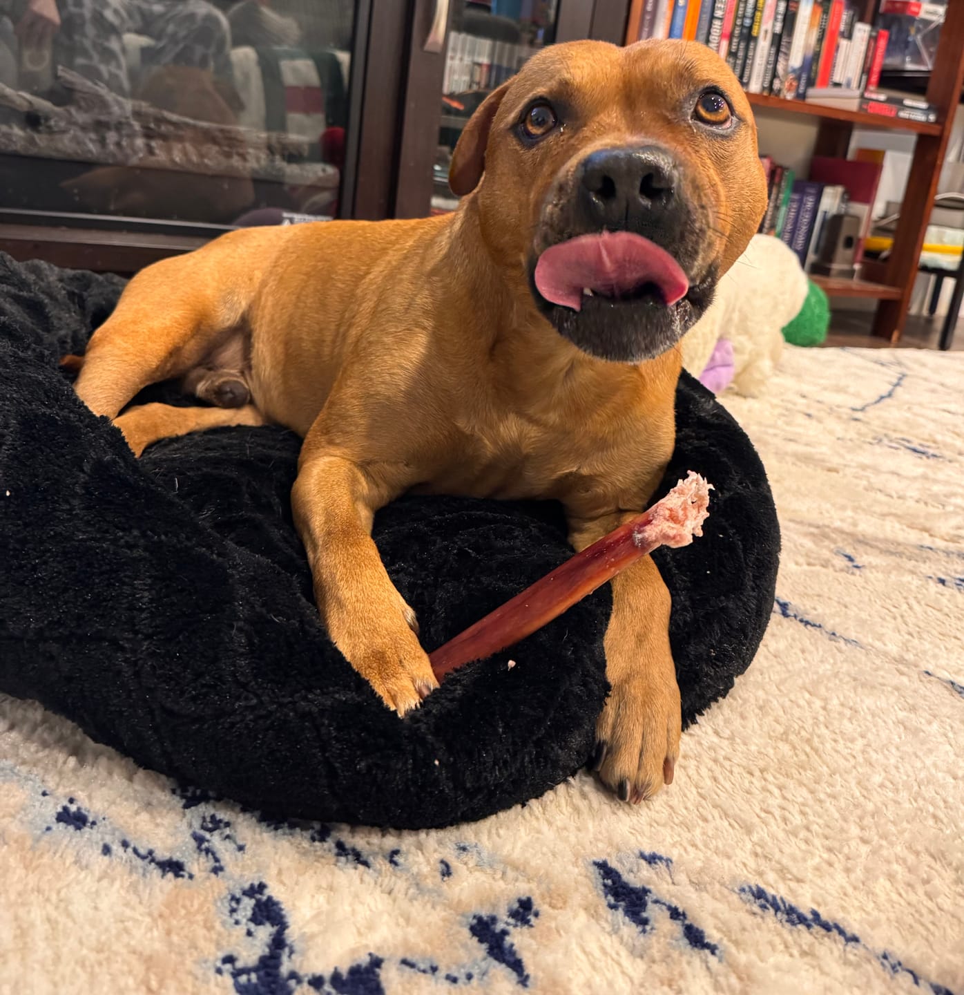 Customer photo review of 12 Inch Monster Bully Stick