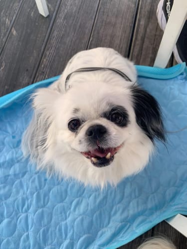 Customer photo review of IcyMates-Evita que tu perro sufra un golpe de calor este verano