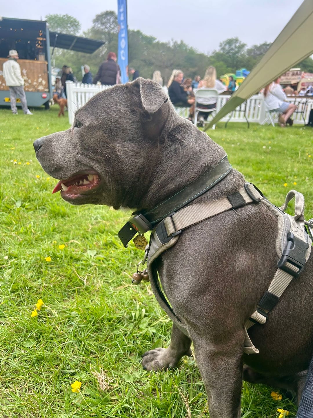 Customer photo review of Anti Pull Hurricane Harness Lighter | With Handle - Grey