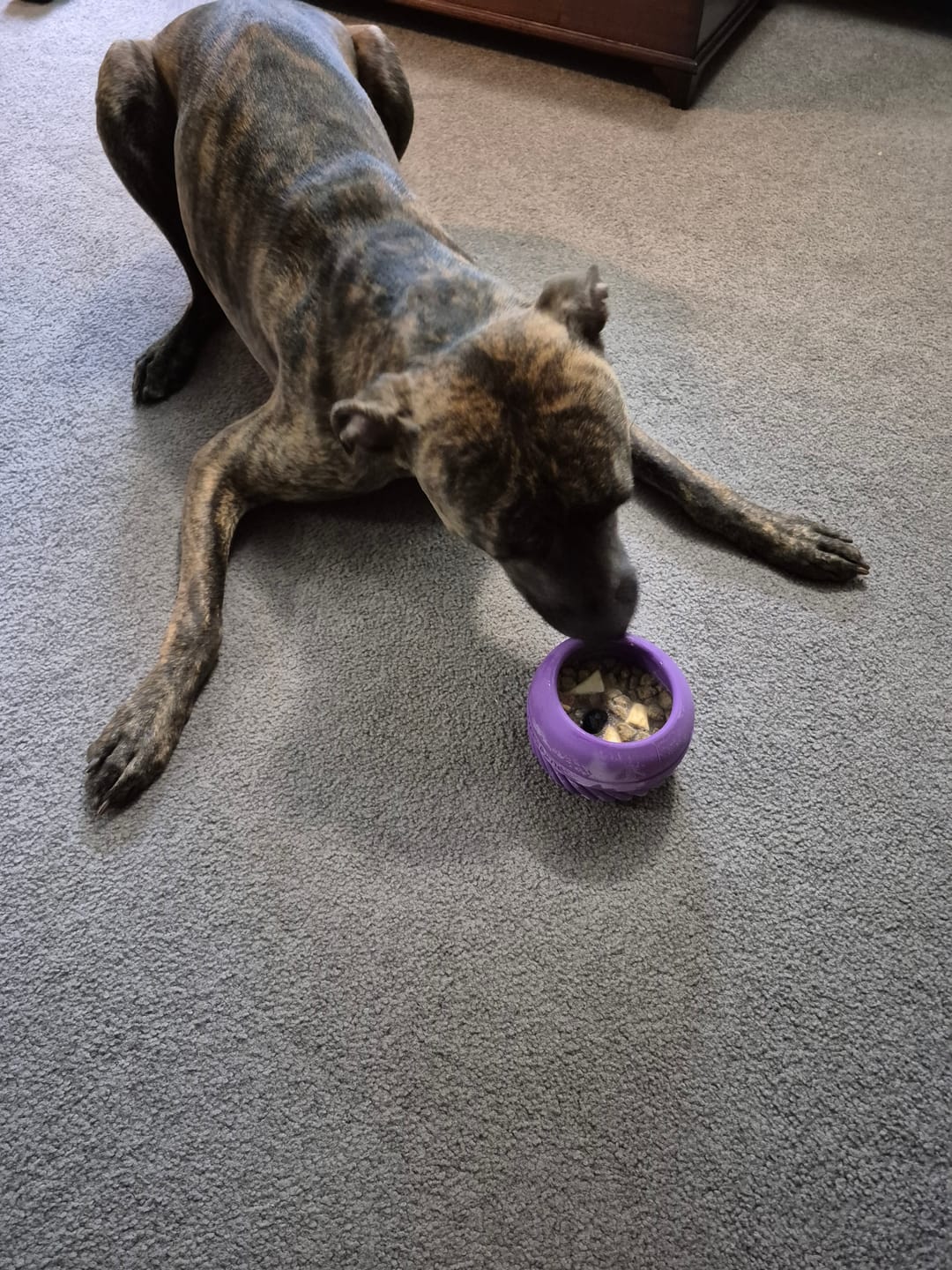 Customer photo review of Freezbox - Super Tough Treat Toy