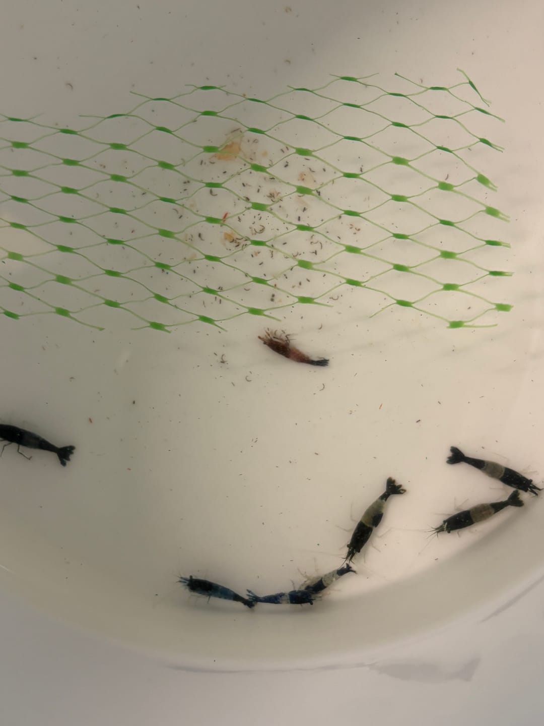 Customer photo review of Carbon Rili Shrimp