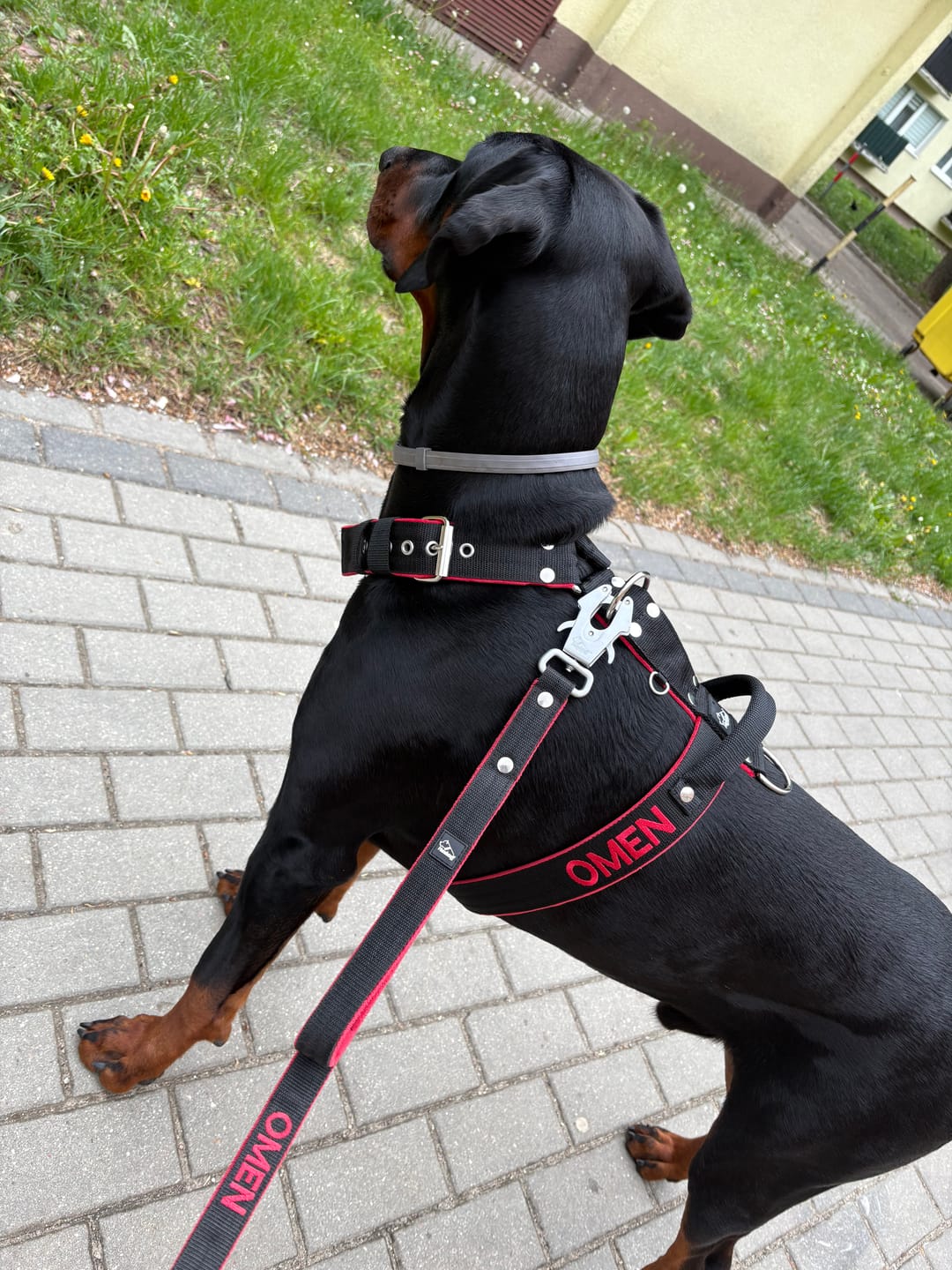 Customer photo review of Szelki dla psa typu guard z imieniem - Personal Harness