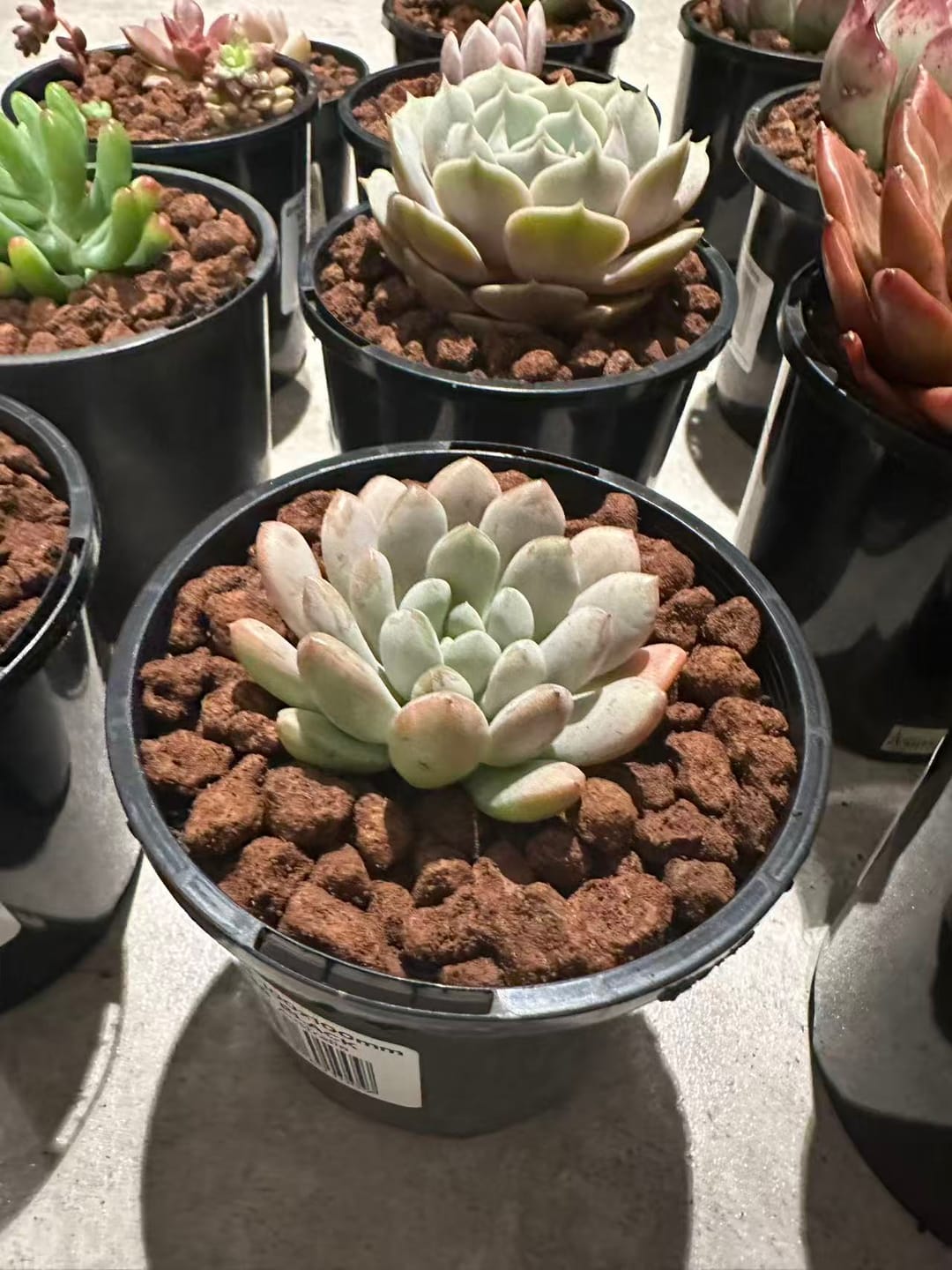 Customer photo review of Echeveria 'Soul Heart' - Lg