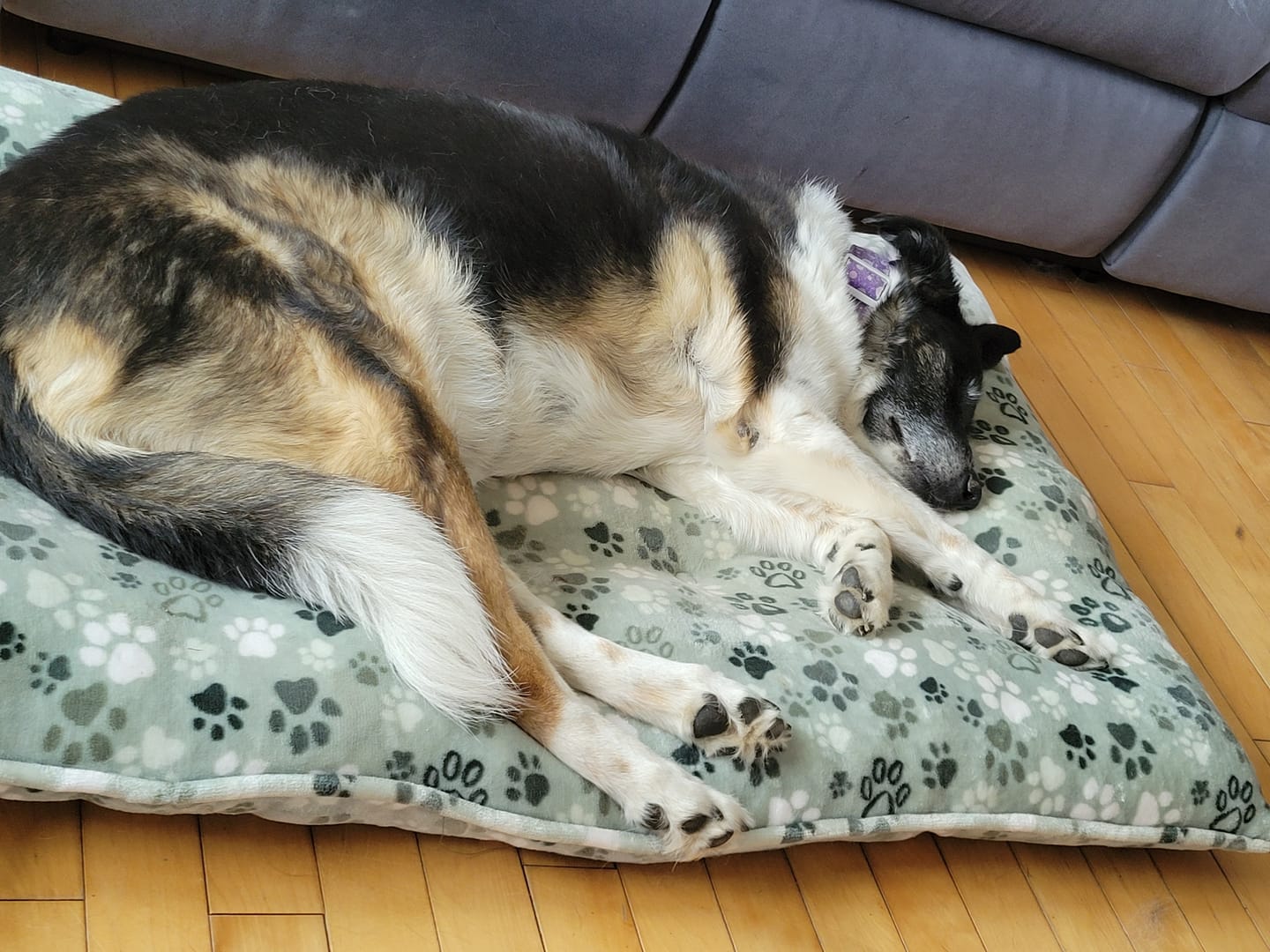 Customer photo review of TOXY (Reins, soucis urinaires, détoxication) pour chiens et chats