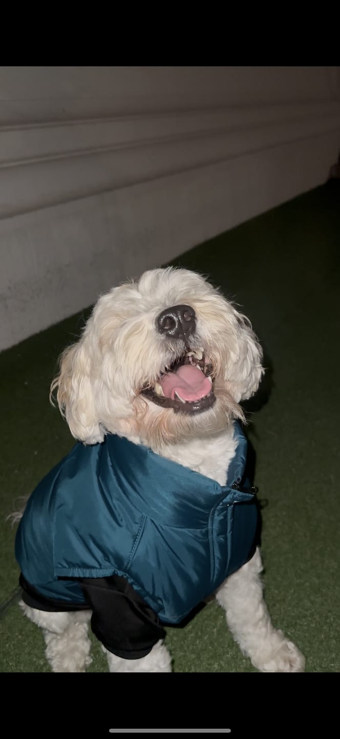 Customer photo review of Chaqueta Puffer de Invierno – Verde