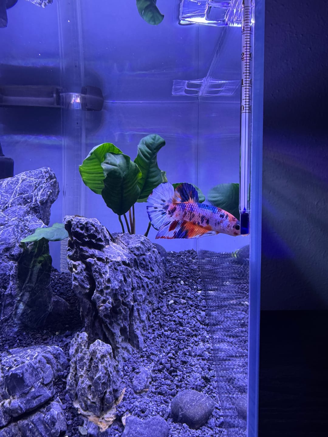 Customer photo review of Metallic Plakat Betta Fish | You Pick Betta | Exotic Fish