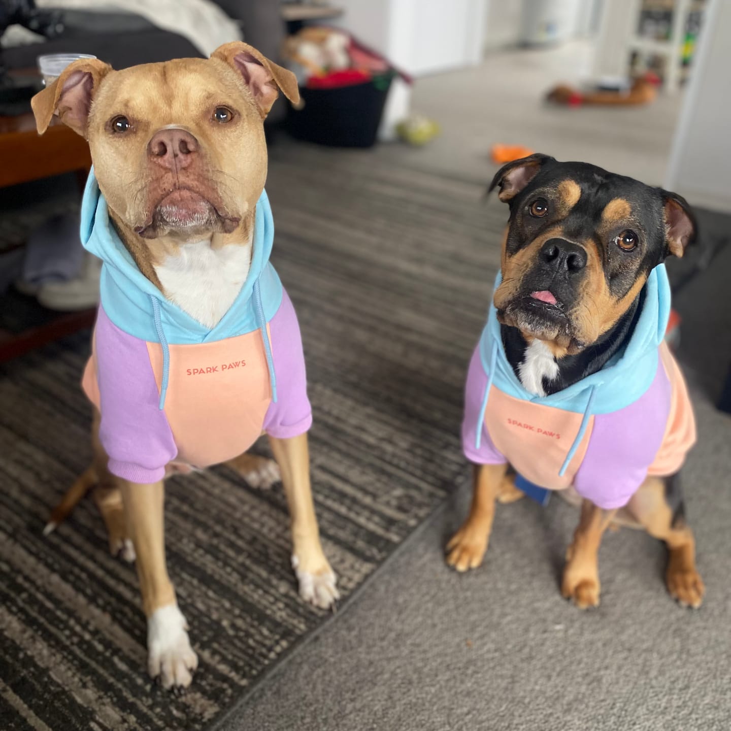 Customer photo review of Cotton Candy Dog Hoodie