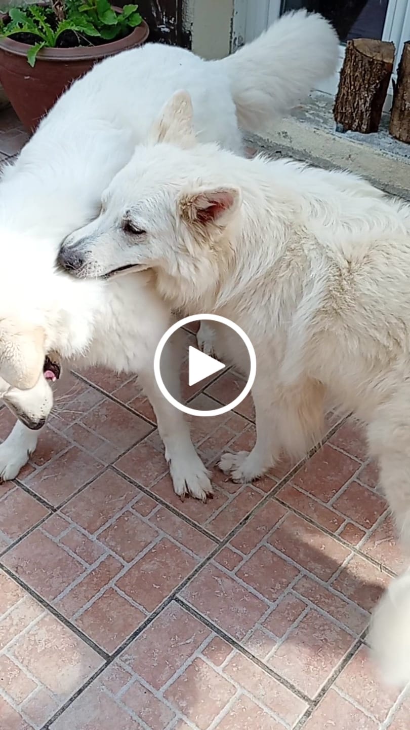 Customer video review of Croquettes Poulet & Citrouille - Chien Moyenne & Grande race