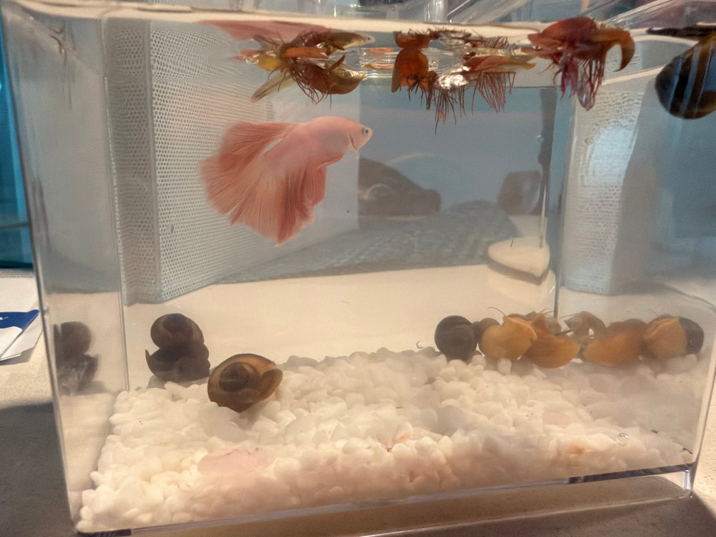 Customer photo review of Color Splash Mystery Snail Bundle