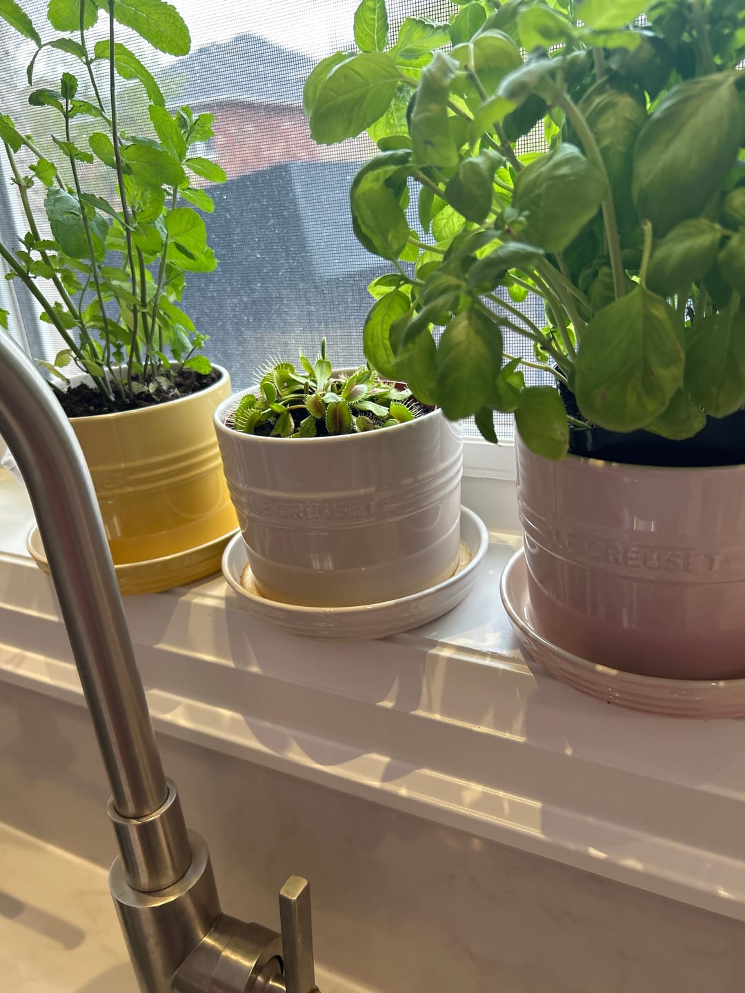 Customer photo review of Le Creuset Stoneware Herb Planter