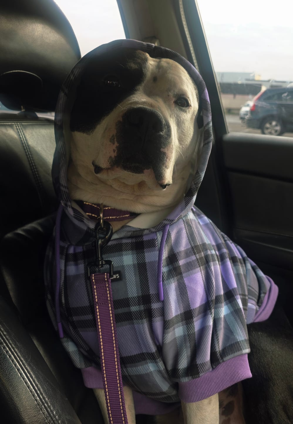 Customer photo review of Purple Plaid Dog Hoodie