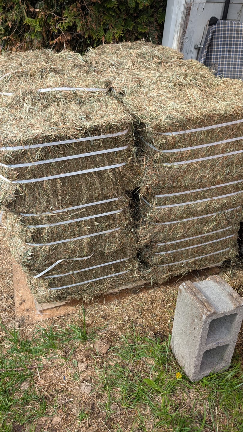 Customer photo review of Timothy Orchard Grass Hay (Click here for Qty Discount) Grass Hay (Buy More - Save More)(Includes delivery too!)