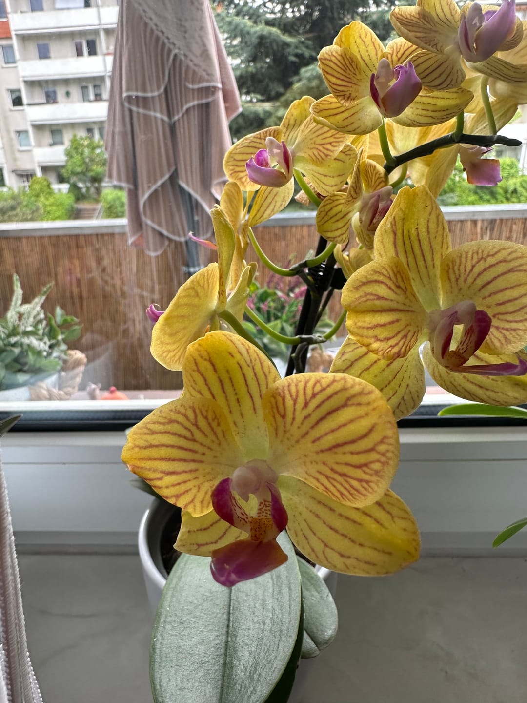 Customer photo review of Table Dance Lima mit gelb-gestreiften Blüten und 2 Rispen