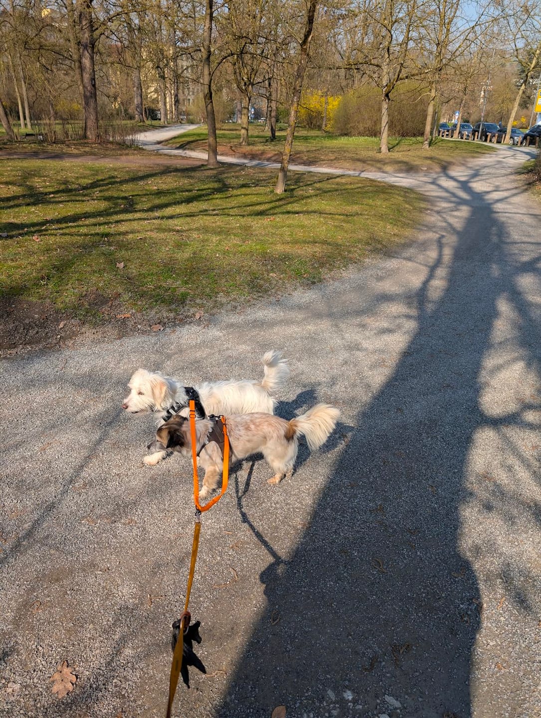 Customer photo review of 2-in-1 duo Hondenlijn met 360° draaikoppeling – Klitvrij en schok dempend.