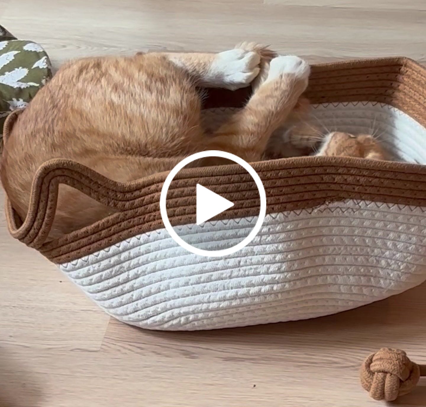 Customer video review of Instinct Play Stick | Wild-Harvested & Chemical-Free Dental Cat Entertainment (1+1 FREE)