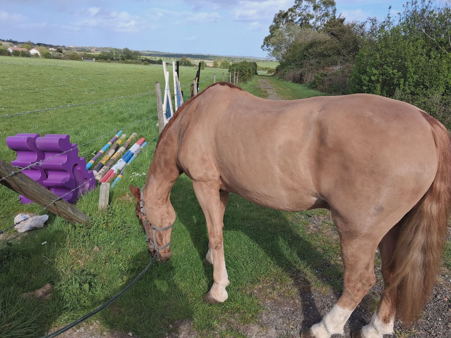 Customer photo review of Horse Spray