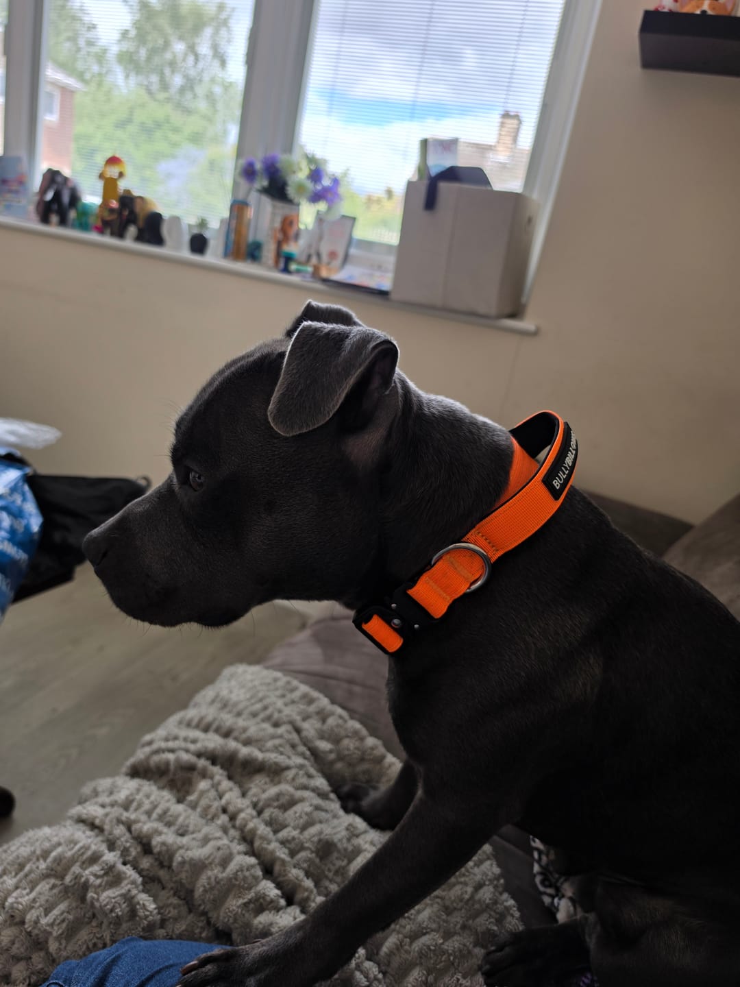 Customer photo review of 2.5cm Combat® Collar | With Handle & Rated Clip - Orange