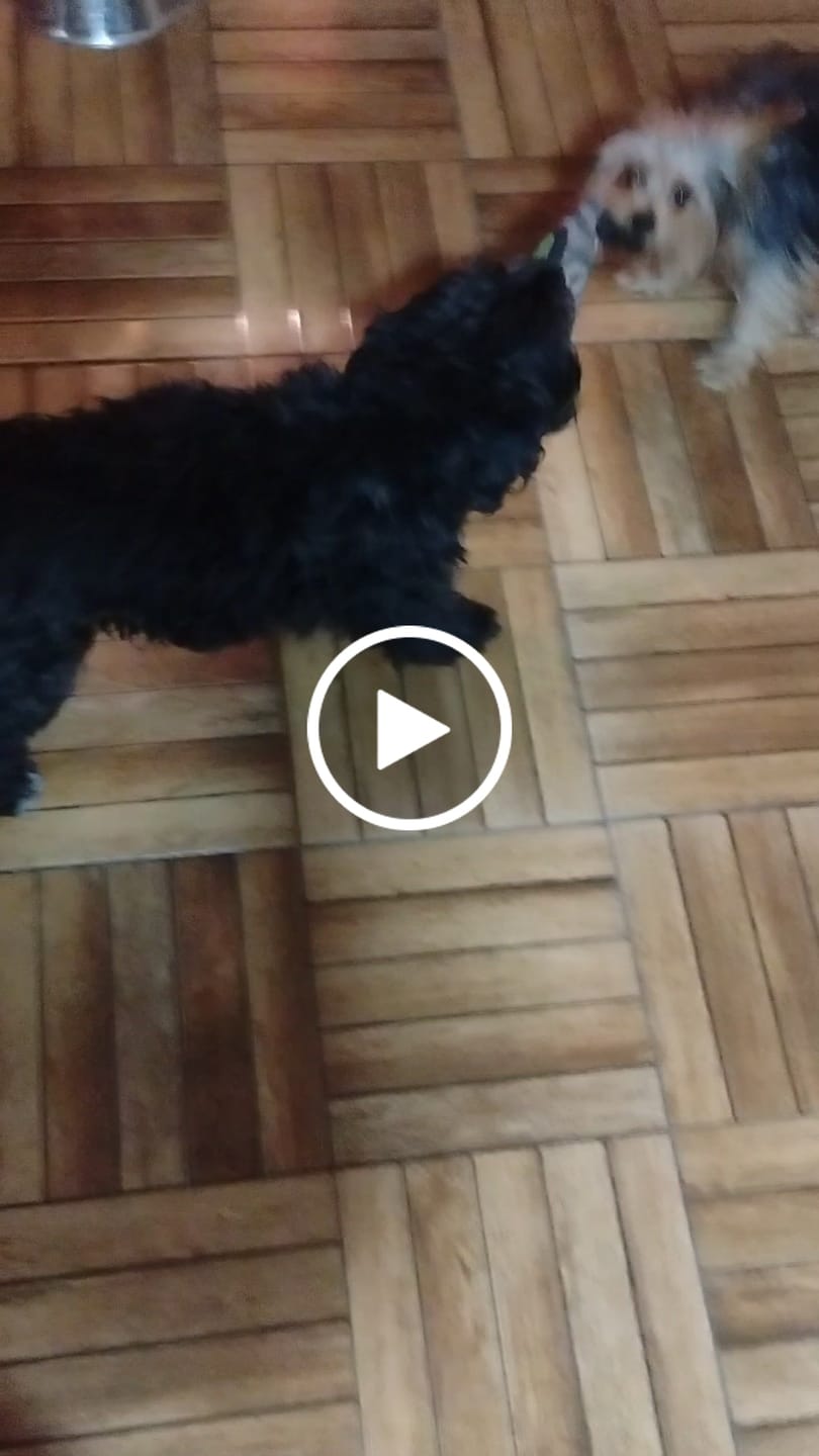 Customer video review of PetFamily Foods Razas Pequeñas