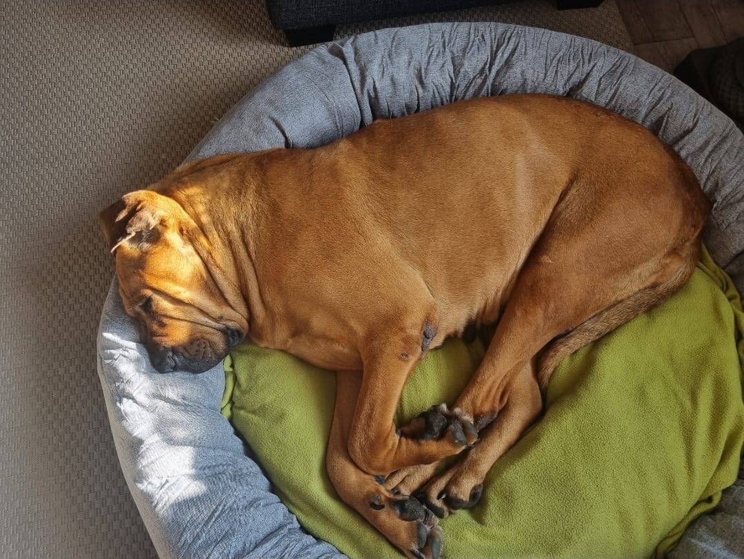 Customer photo review of CalmBed – Ehkäisee stressiä ja lievittää ahdistusta