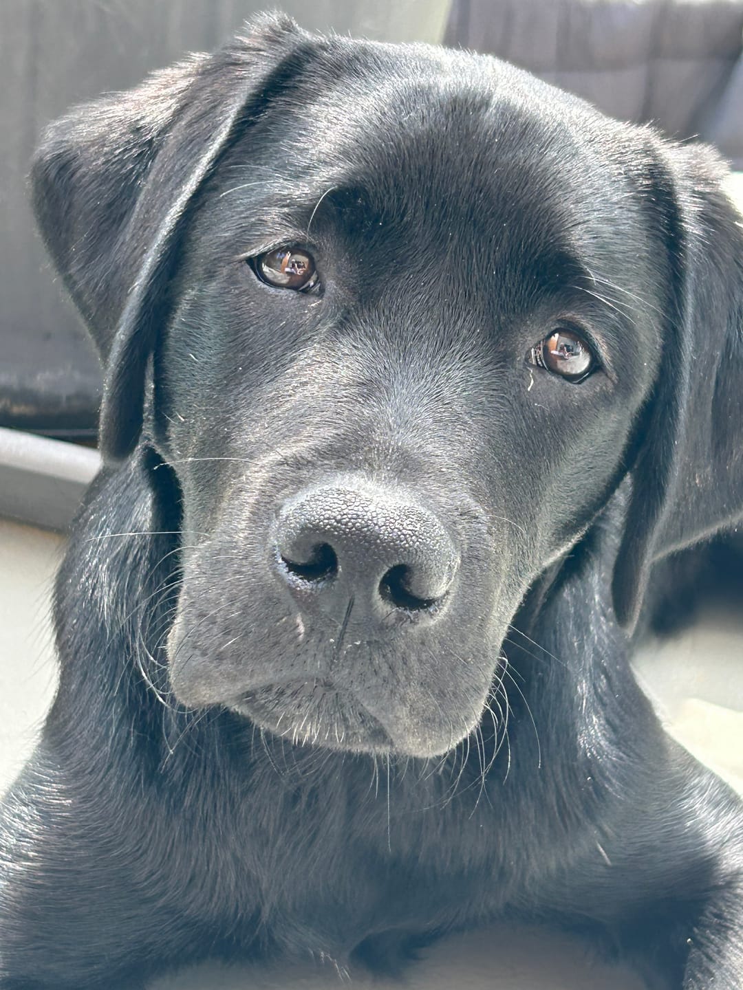 Customer photo review of Wurmtest Plus Hund Sparpaket
