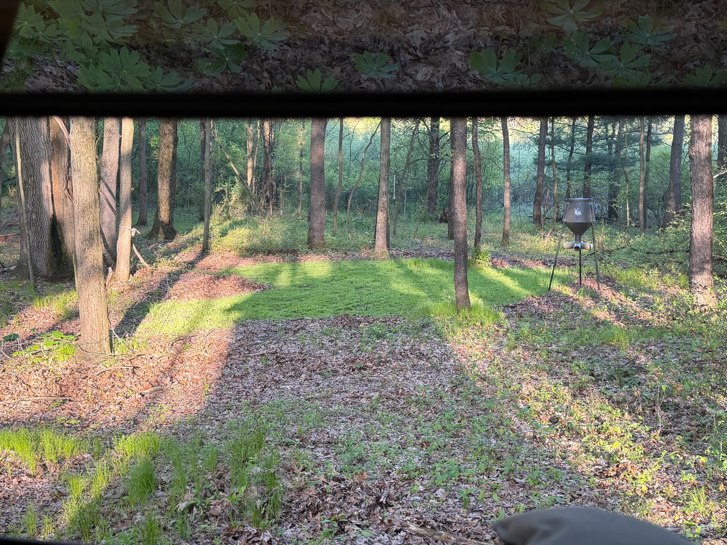 Customer photo review of Hot Chic™ Food Plot Seed