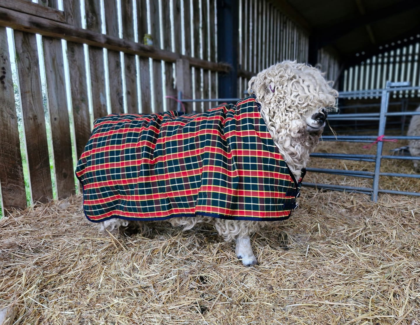 Customer photo review of Travel & Show Sheep Coat