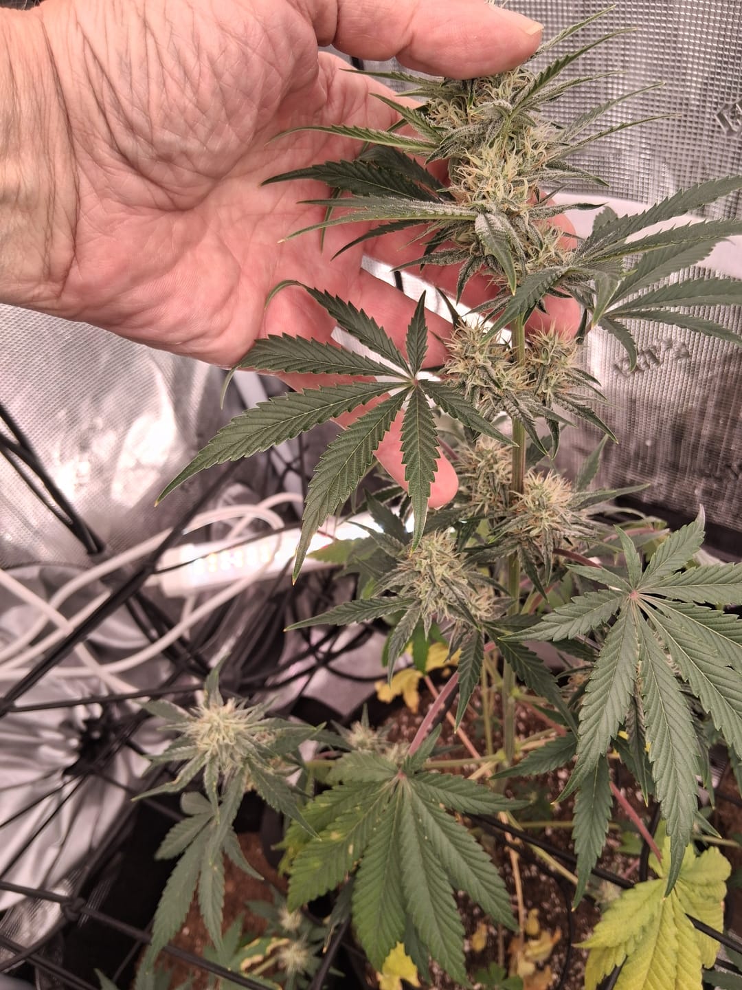Customer photo review of Ancient Soil Organic Living Soil