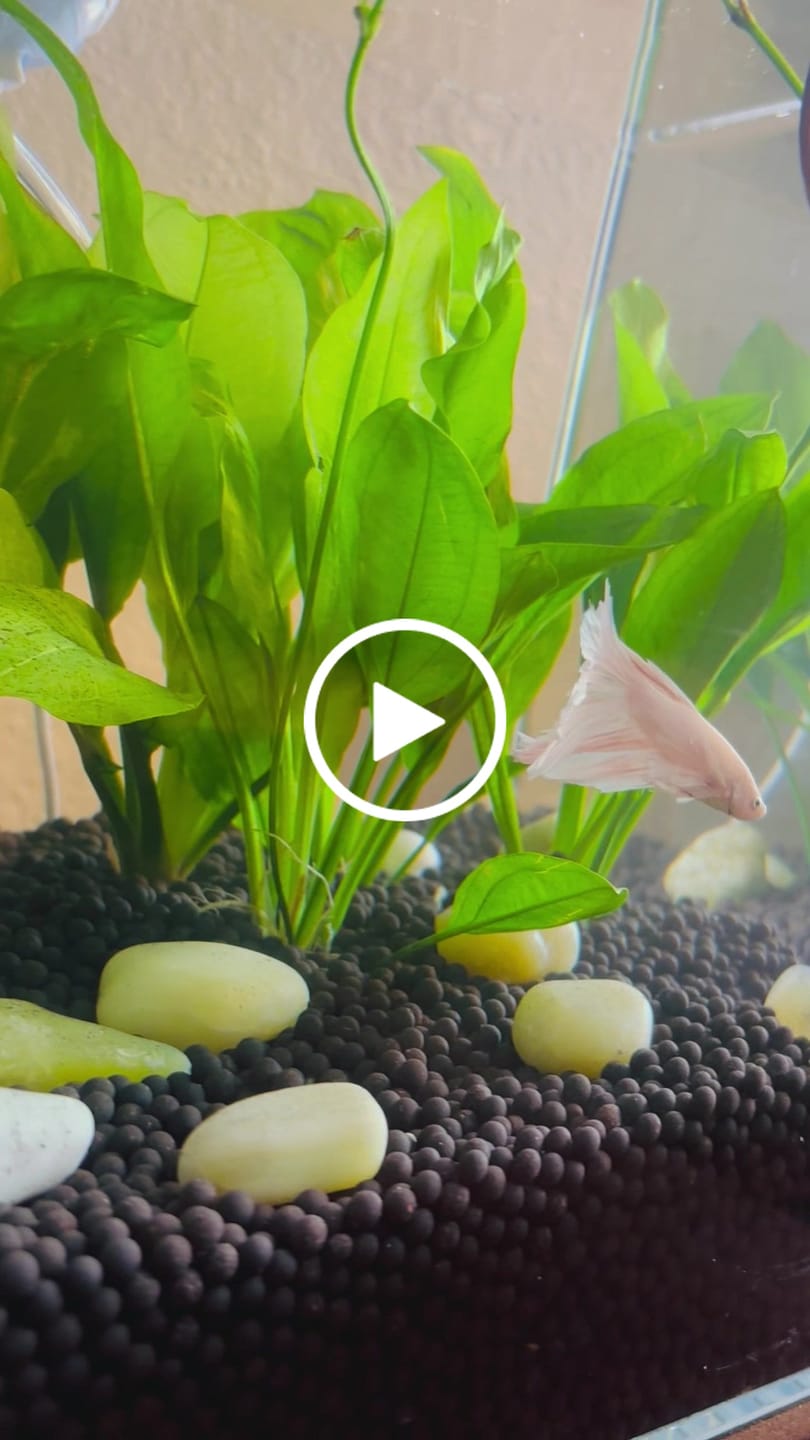 Customer video review of Super White Dumbo Ear Halfmoon Male Betta Fish