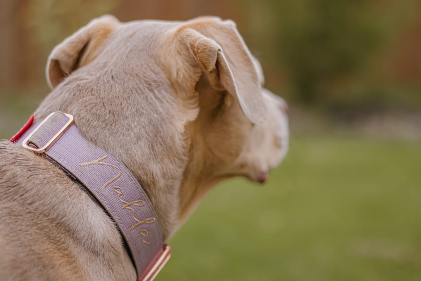 Customer photo review of 1.5" Tacti Dog Collar Slim Luxe - Rose Gold - Sofia