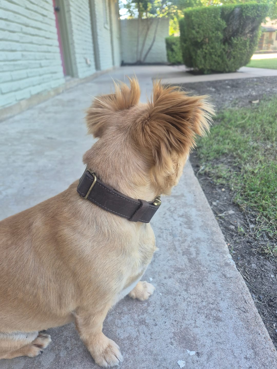 Customer photo review of Personalized Dog Collar with Rustic Buckle | Crazy Horse Leather