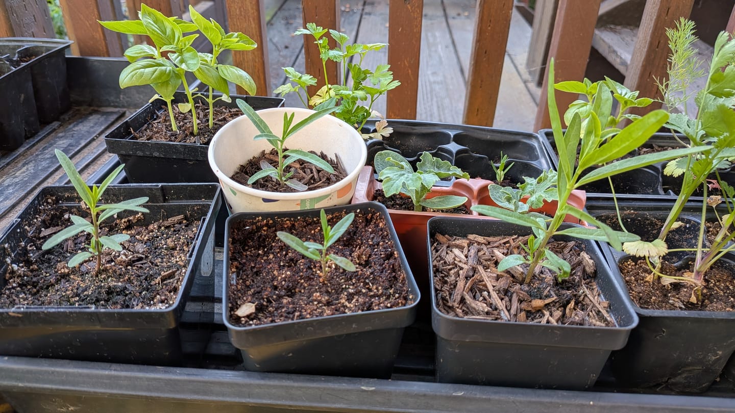 Customer photo review of Narrowleaf Milkweed Seeds - Asclepias fascicularis