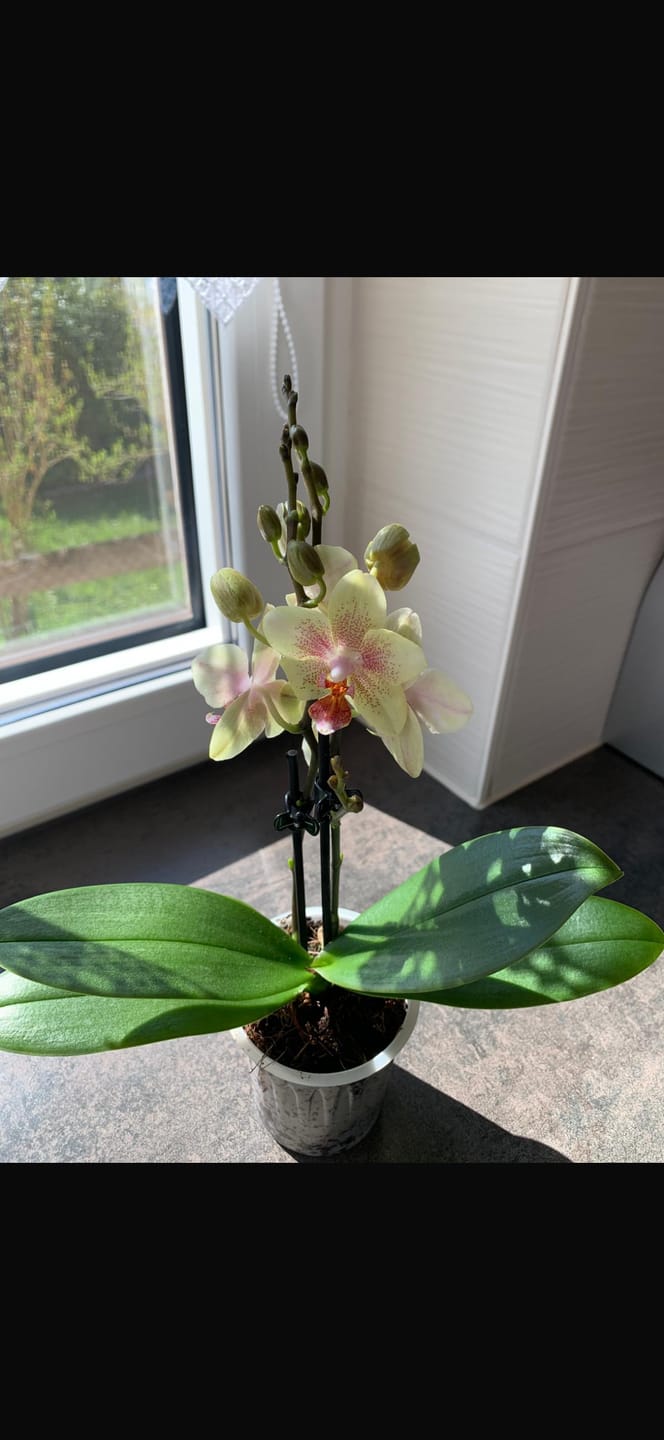 Customer photo review of Table Dance Pereira mit gelb-gepunkteten Blüten und 2+ Rispen